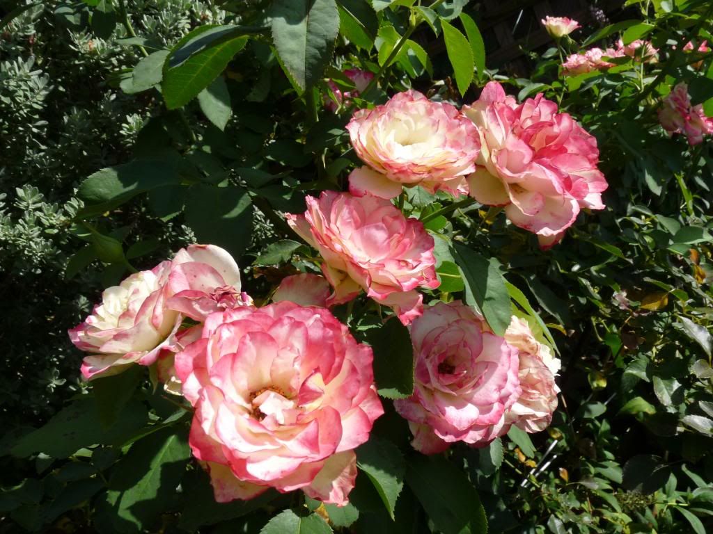  photo cherryparfait.jpg